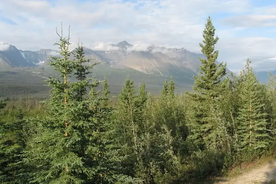 White Spruce — young tree