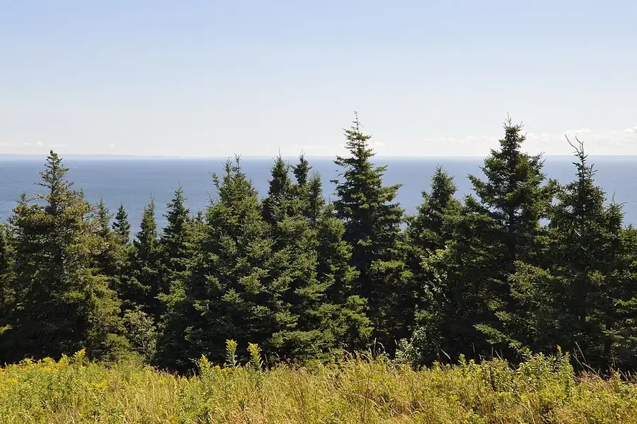 White Spruce — mature tree
