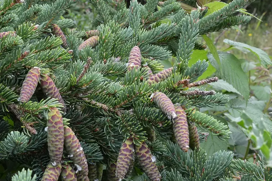 White Spruce — needles & cones